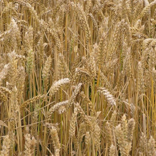 Ripening wheat crop - a close up photo graph showing wheat stalks and ears