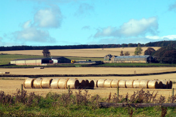 Farm scene 1