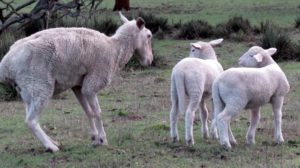 sheep staggers