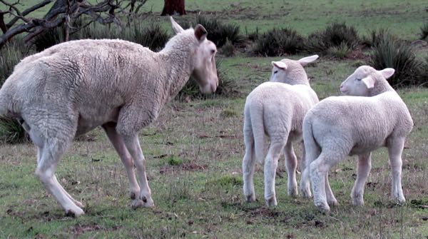 symptoms of grass staggers in sheep