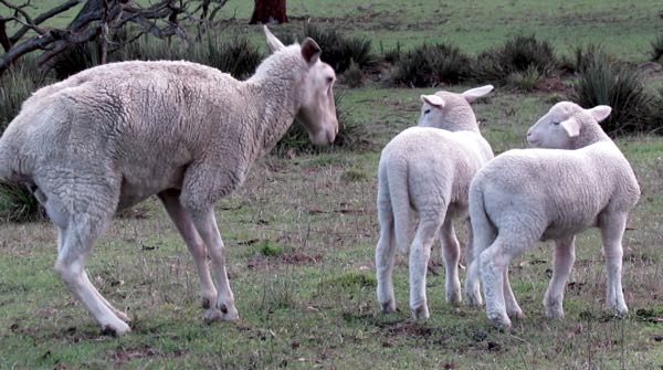 what causes staggers in sheep