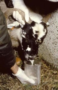 A ewe suffering from OPA, sample being collected