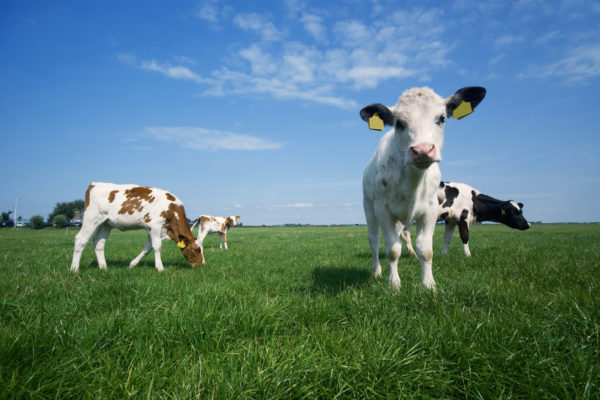 cute baby cow in summer