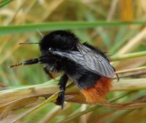 red tailed bumble bee_HelenBibby