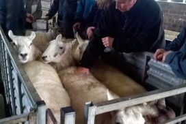 person feeling the fat cover on a sheep's back
