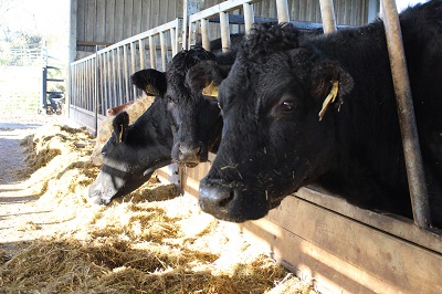 Cattle at a feed rail