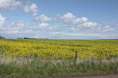 Oilseed rape field