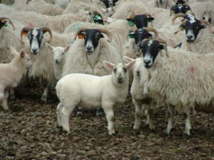 Sheep at Castlelaw, Pentlands