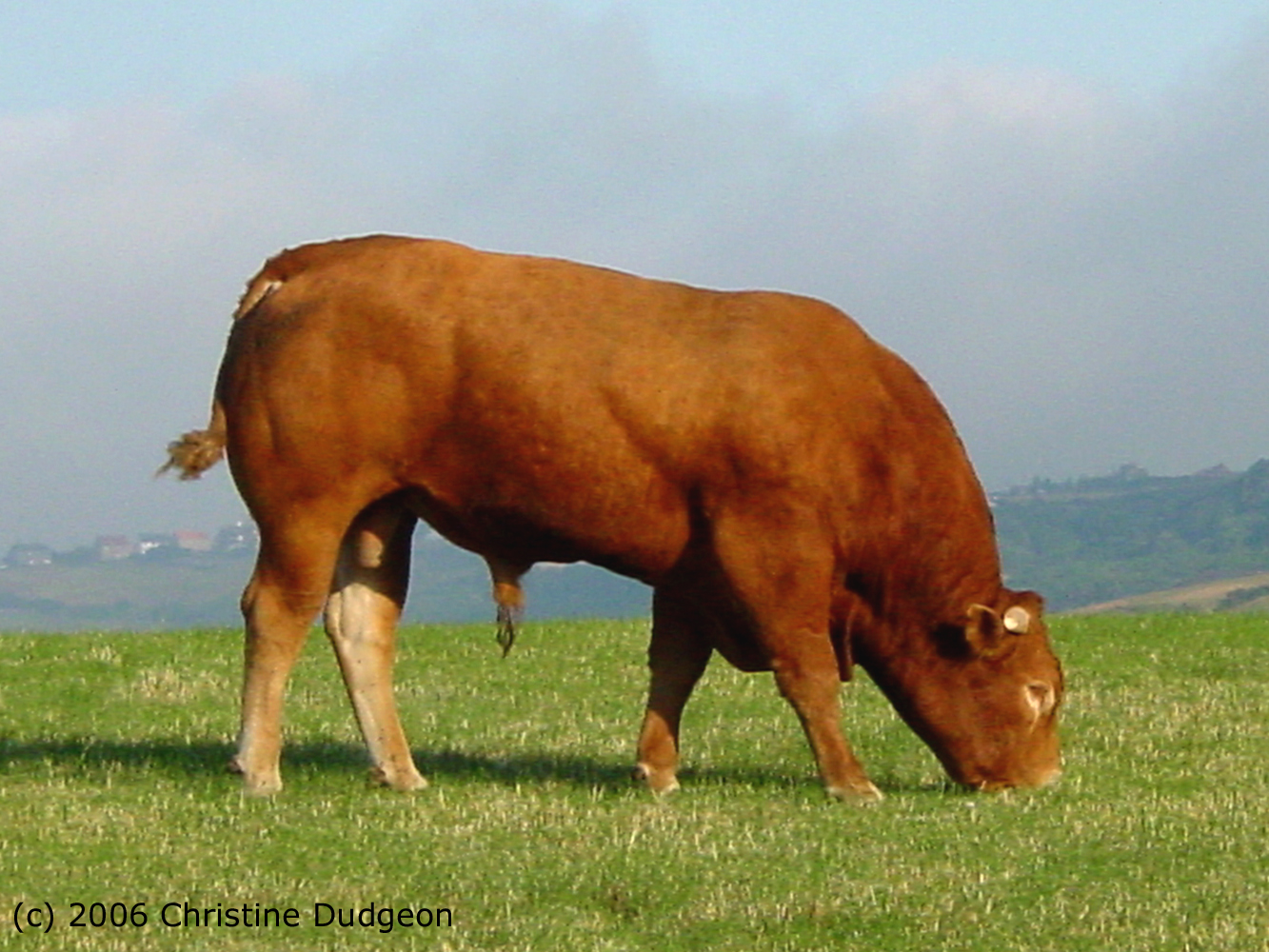 Limousin bull eating in field. Side view.