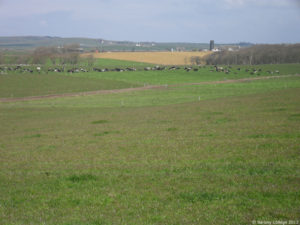 dairy cattle grazing in Dourie farm field