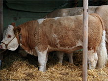 A Simmental waiting in the stall at Dumfries Show, 2006.
