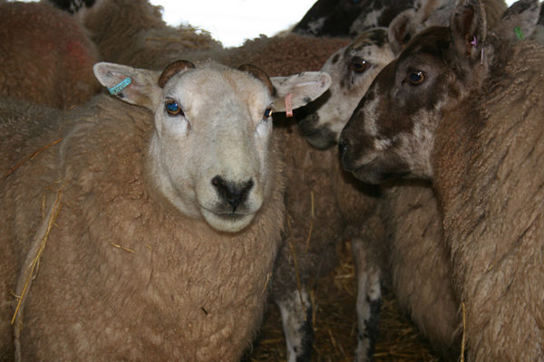 a texel cross ewe with Scottish mule ewes