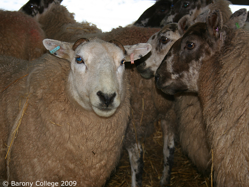 a texel cross ewe with Scottish mule ewes