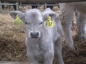 Calf with ear tags