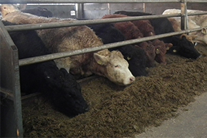 Cattle eating