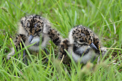 Lap wing chicks