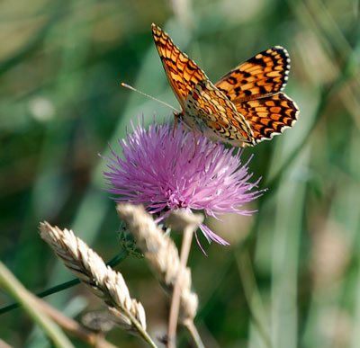 Butterfly on a flower