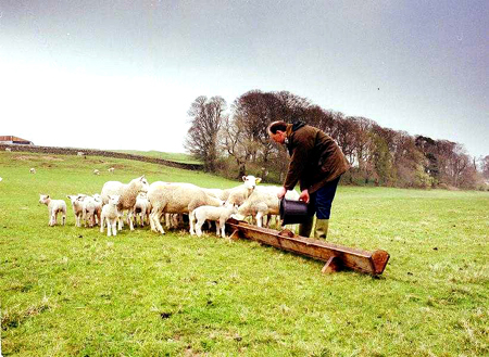 Feeding sheep