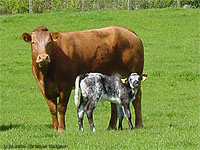 A limousin cow with belgian blue cross bullock calf in a field.