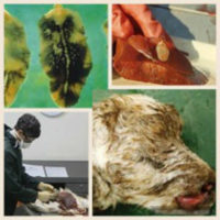 veterinary post mortem photograph collage