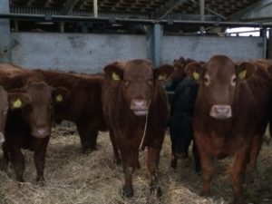 Cattle standing in a shed