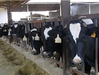 cows at feed rail