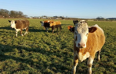 Girtridge Farm - calves at grass
