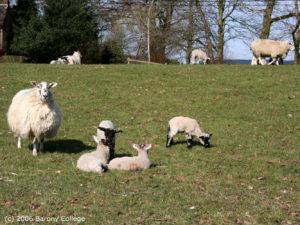 A Greyface ewe with a group of Suffolk cross lambs in a field