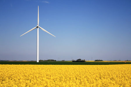 Rapeseed field and wind turbines