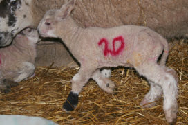 charollais X lamb in lambing shed