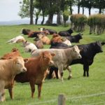 Cattle alert and looking at something that's caught their attention outside of their field