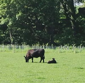 Beef cow and calf at Carskiey