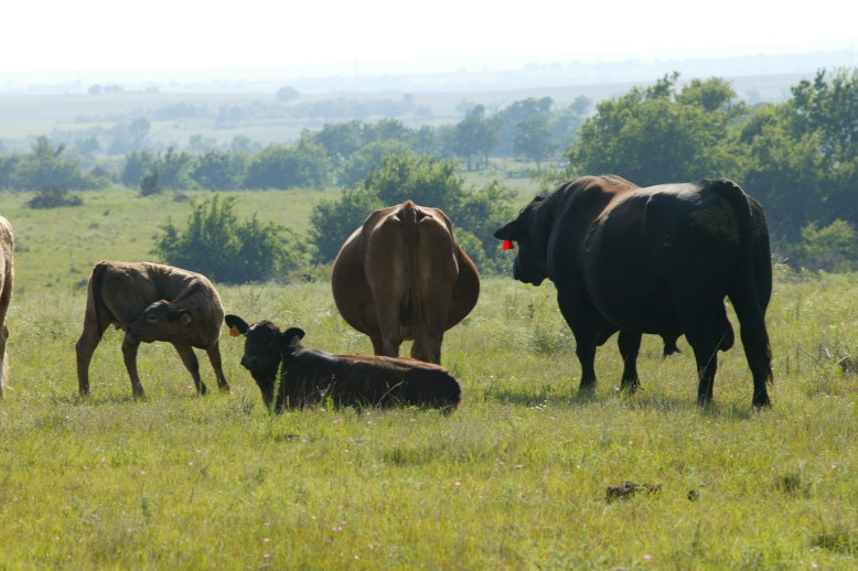 Спаривание быков с быками
