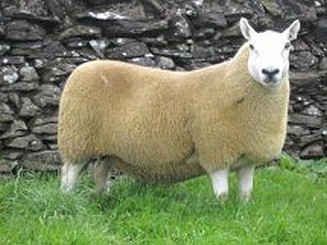 Cheviot tup