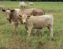 Cow with heifer calf at foot