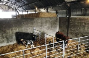 calving pens