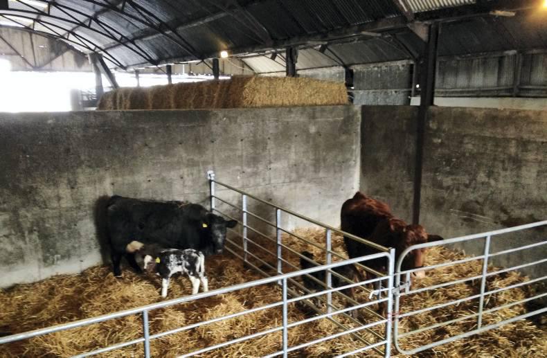 Calving Pens, Helping farmers in Scotland