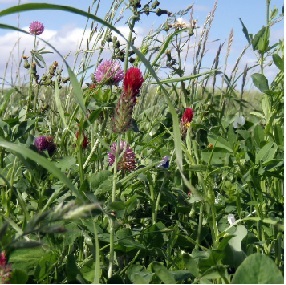 photo of a cover crop mix including red clover