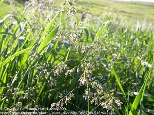 smooth meadow grass