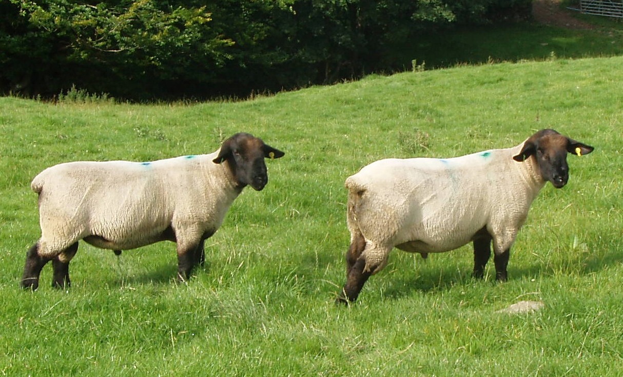 Suffolk ram