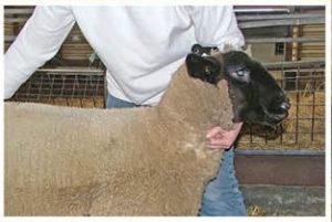 sheep