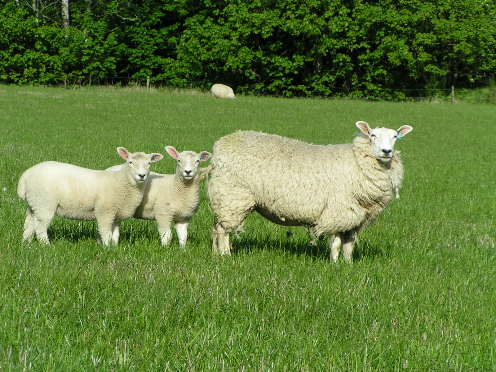 Teasing Ewe Lambs For Cross Fostering | Helping farmers in Scotland | Farm  Advisory Service