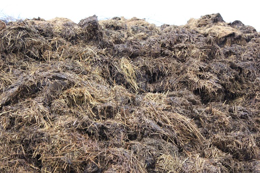 dung heap