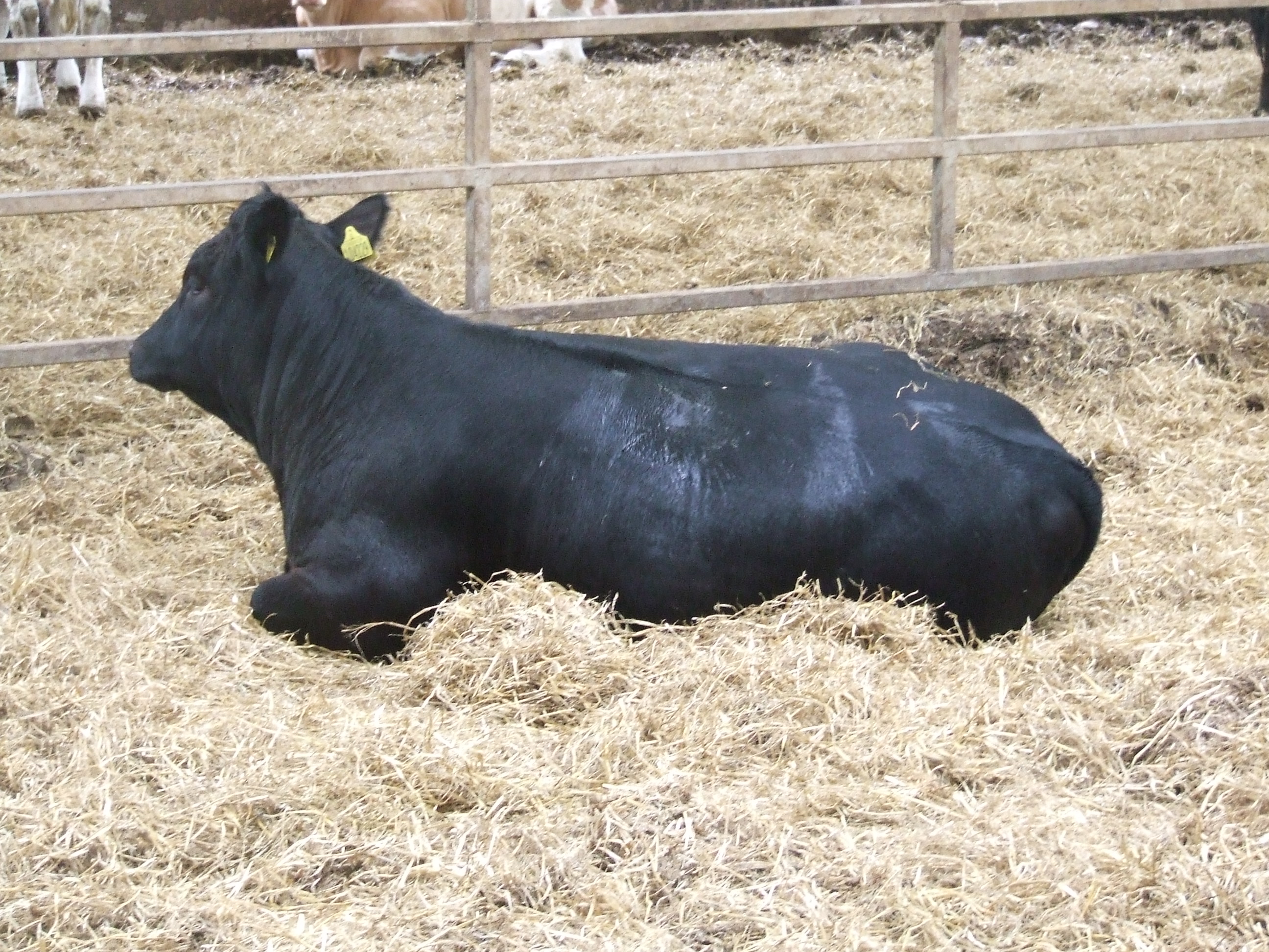 Targeting Use Of Limited Straw Bedding, Helping farmers in Scotland