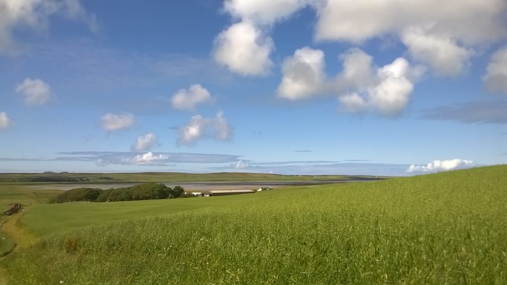Barley growing on Islay, in the sunshine