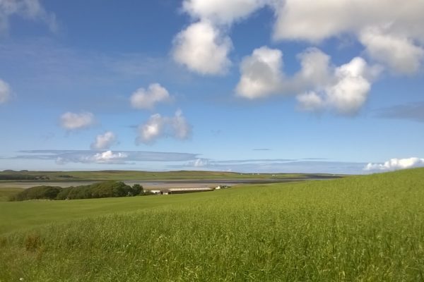 Barley growing on Islay, in the sunshine