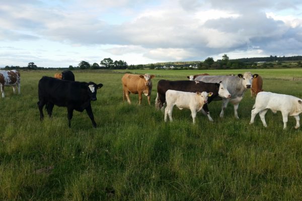 Suckler Cows