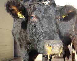 Cow with Pneumonia