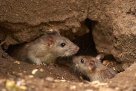 picture of 2 rats in a hole