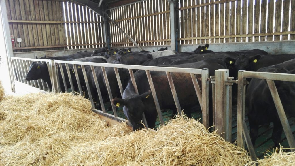 Cow eating hay or straw